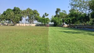 pentuingnya memotong rutin rumput lapangan bola