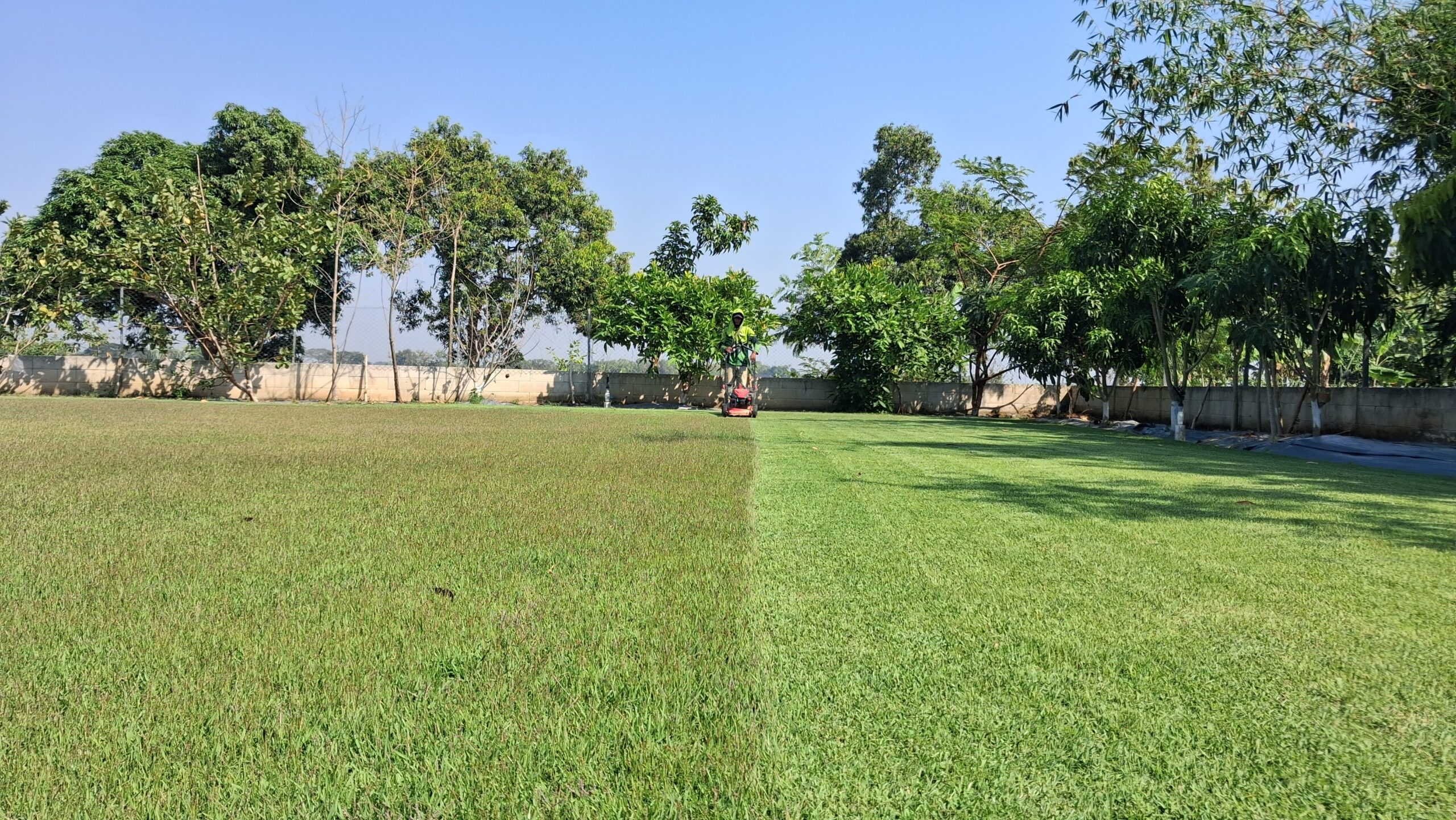 pentuingnya memotong rutin rumput lapangan bola