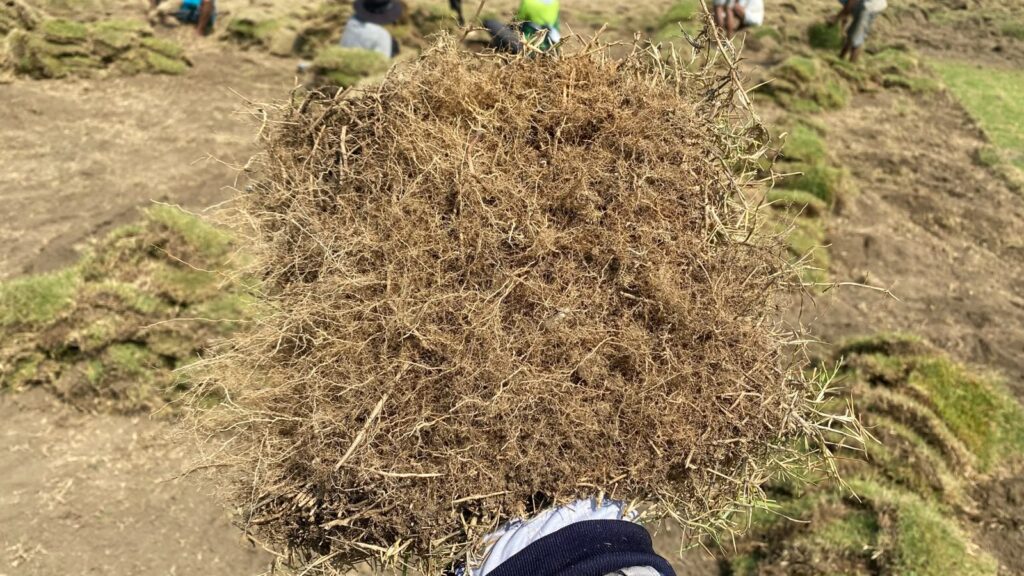 Bibit rumput Zoysia Matrella dengan akar yang bagus