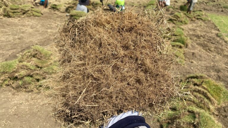 Bibit rumput Zoysia Matrella dengan akar yang bagus