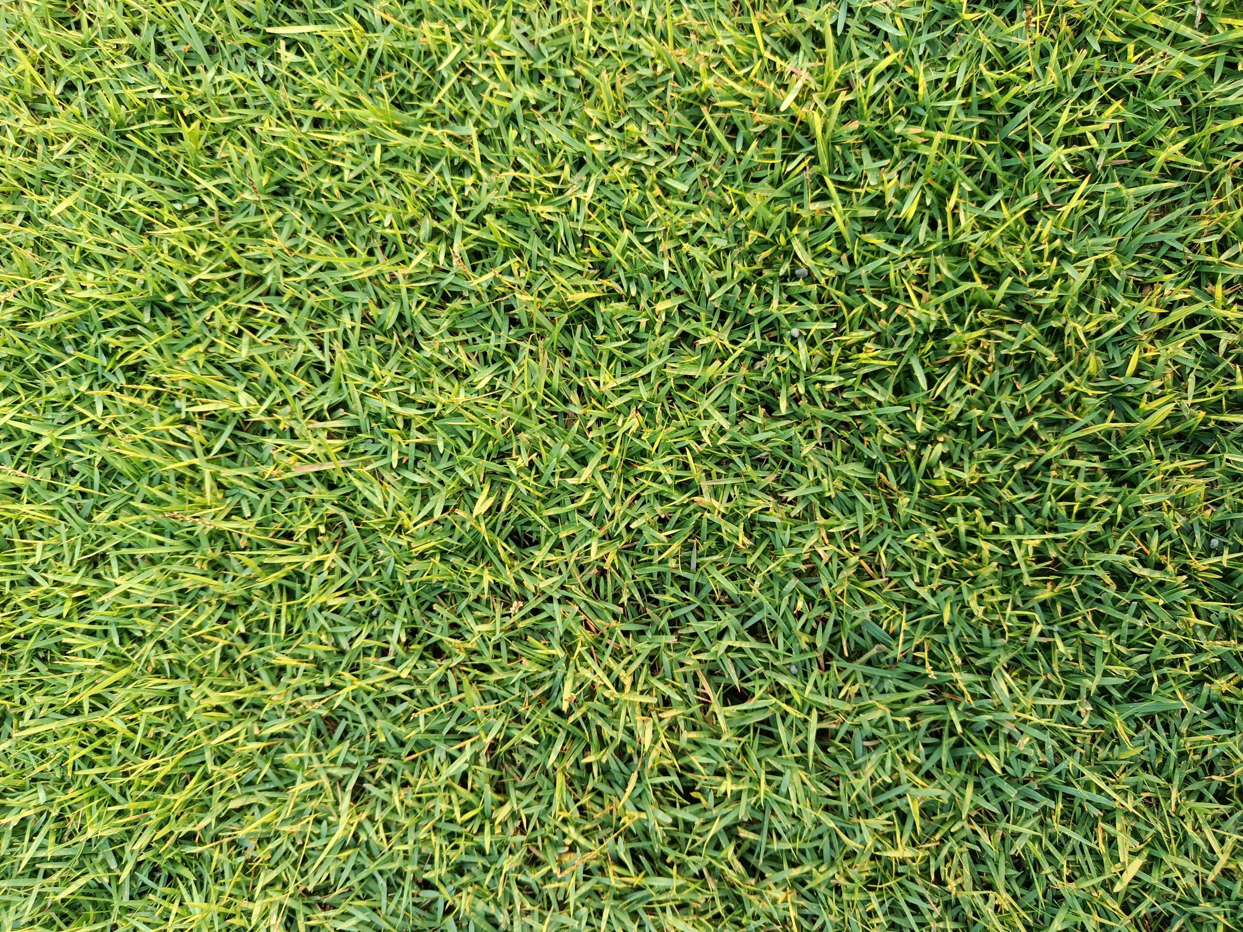 Zoysia japonica rumput lapangan bola