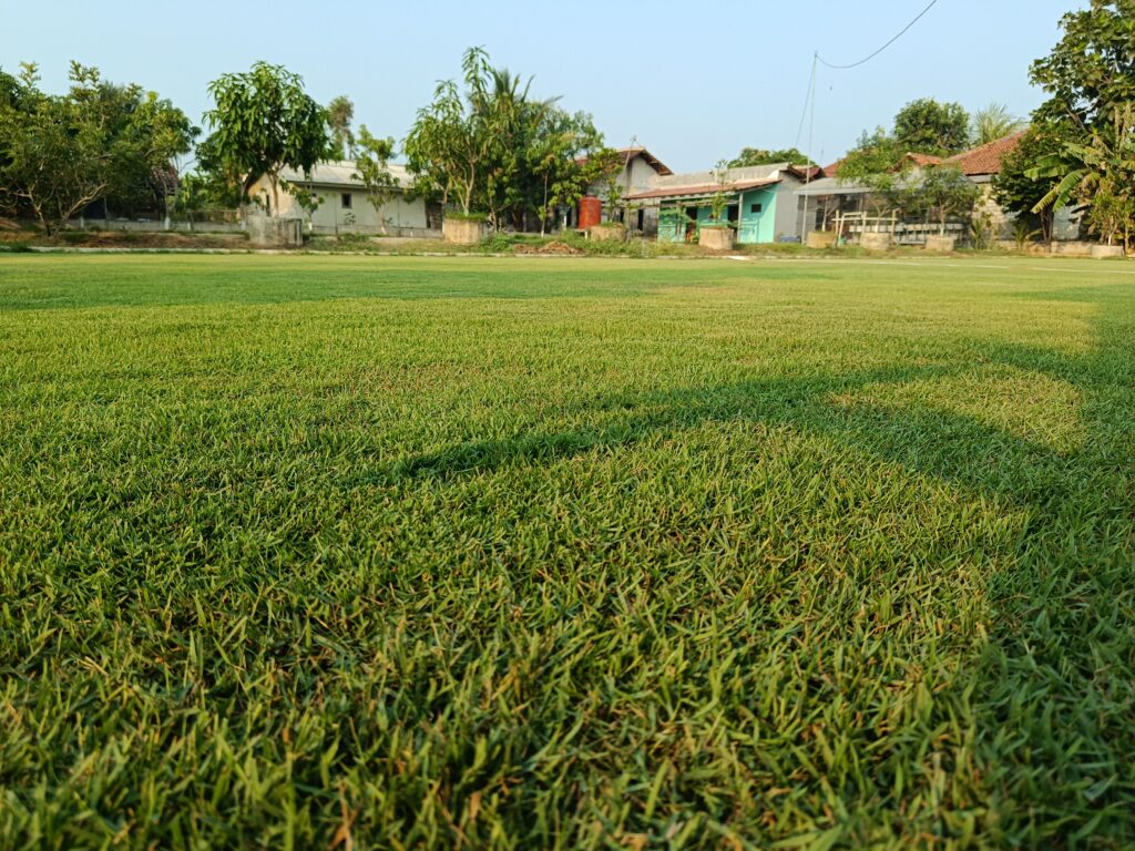 Rumput zoysia japonica