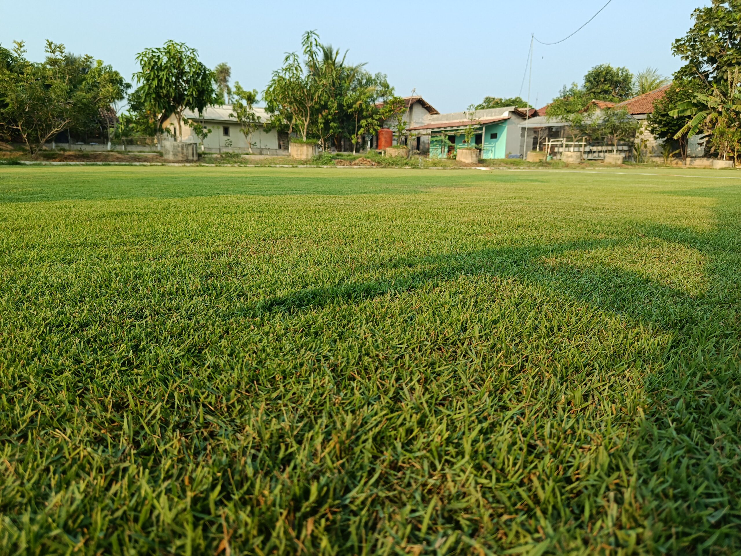 Rumput zoysia japonica