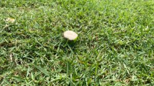Jamur payung kecil yang tumbuh di rumput Zoysia Matrella akibat kelembapan tanah yang tinggi.