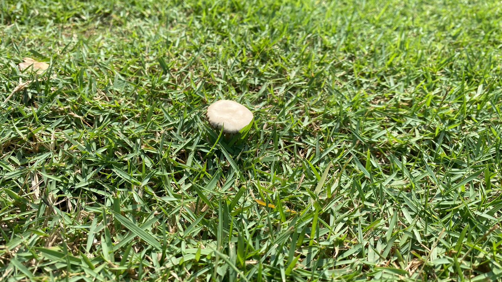 Jamur payung kecil yang tumbuh di rumput Zoysia Matrella akibat kelembapan tanah yang tinggi.