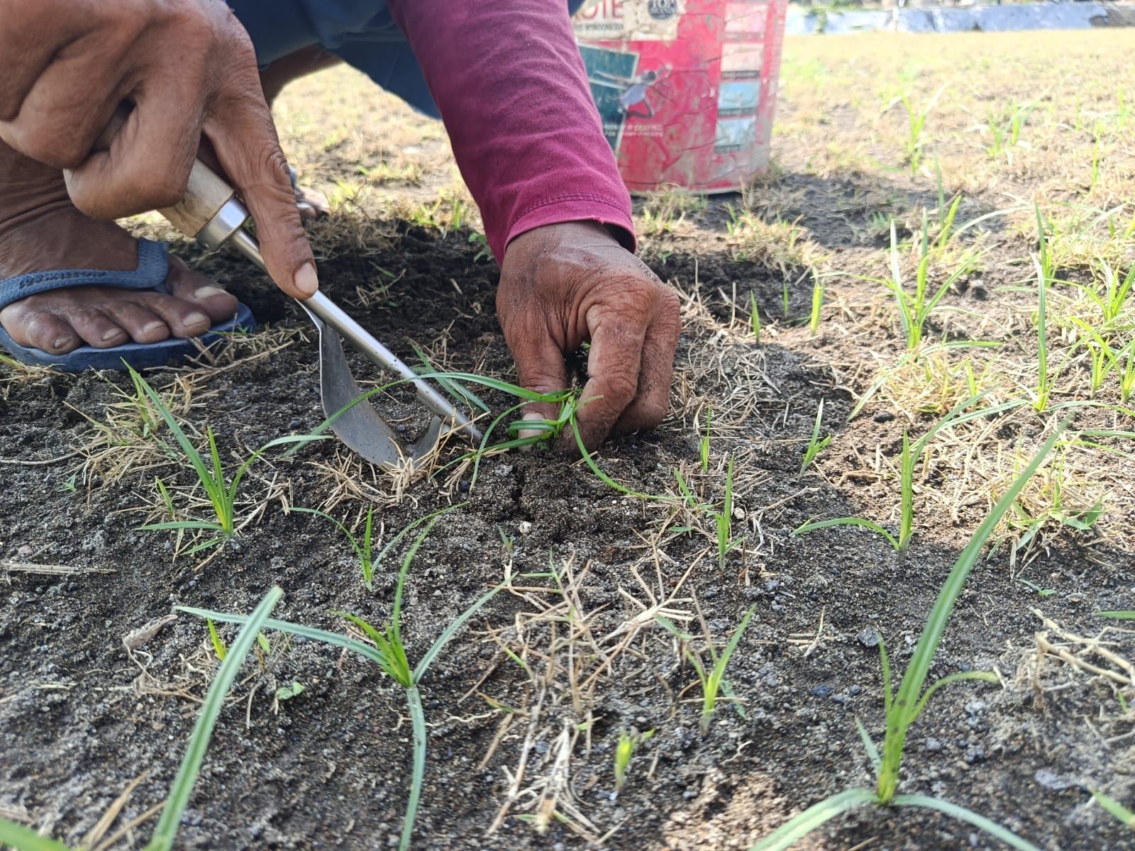 perawatan bibit rumput zoysia japonica zoysia matrella untuk lapangan bola standard fifa