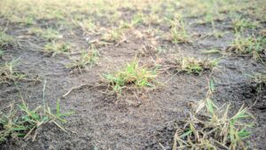 rumput zoysia untuk lapangan sepakbola standard FIFA
