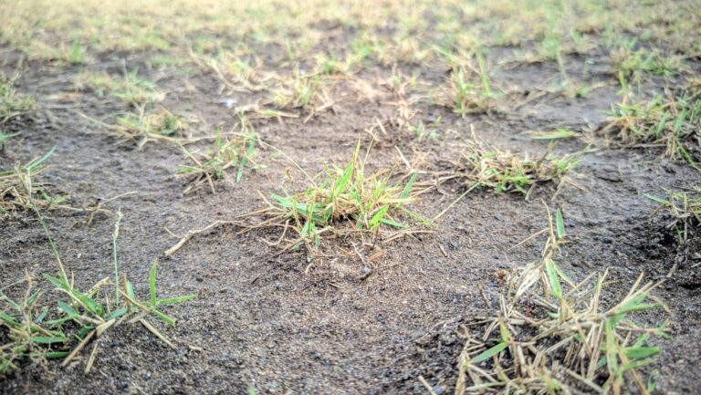 rumput zoysia untuk lapangan sepakbola standard FIFA