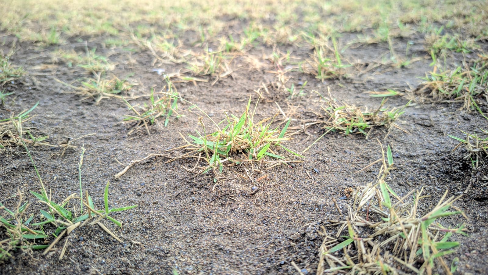 rumput zoysia untuk lapangan sepakbola standard FIFA