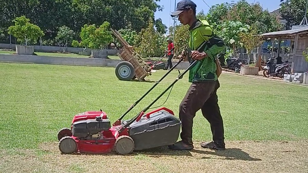 Perawatan rumput Jepang perawatan zoysia japonica perawatan rumput lapangan bola