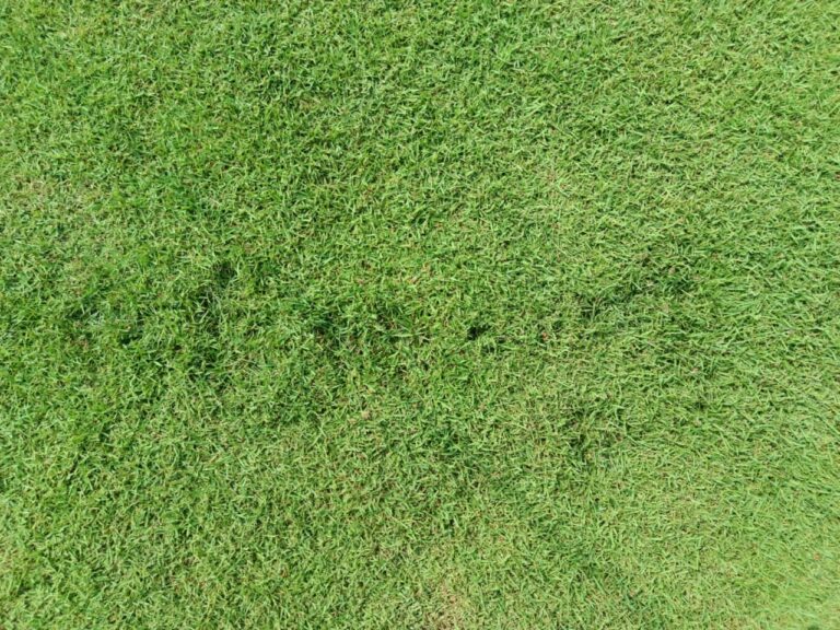 penyebab rumput lapangan bola belang