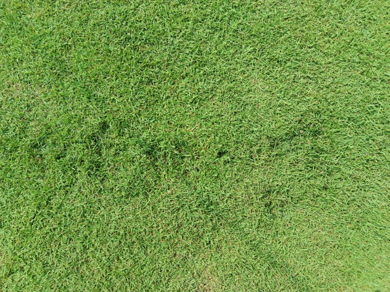 penyebab rumput lapangan bola belang