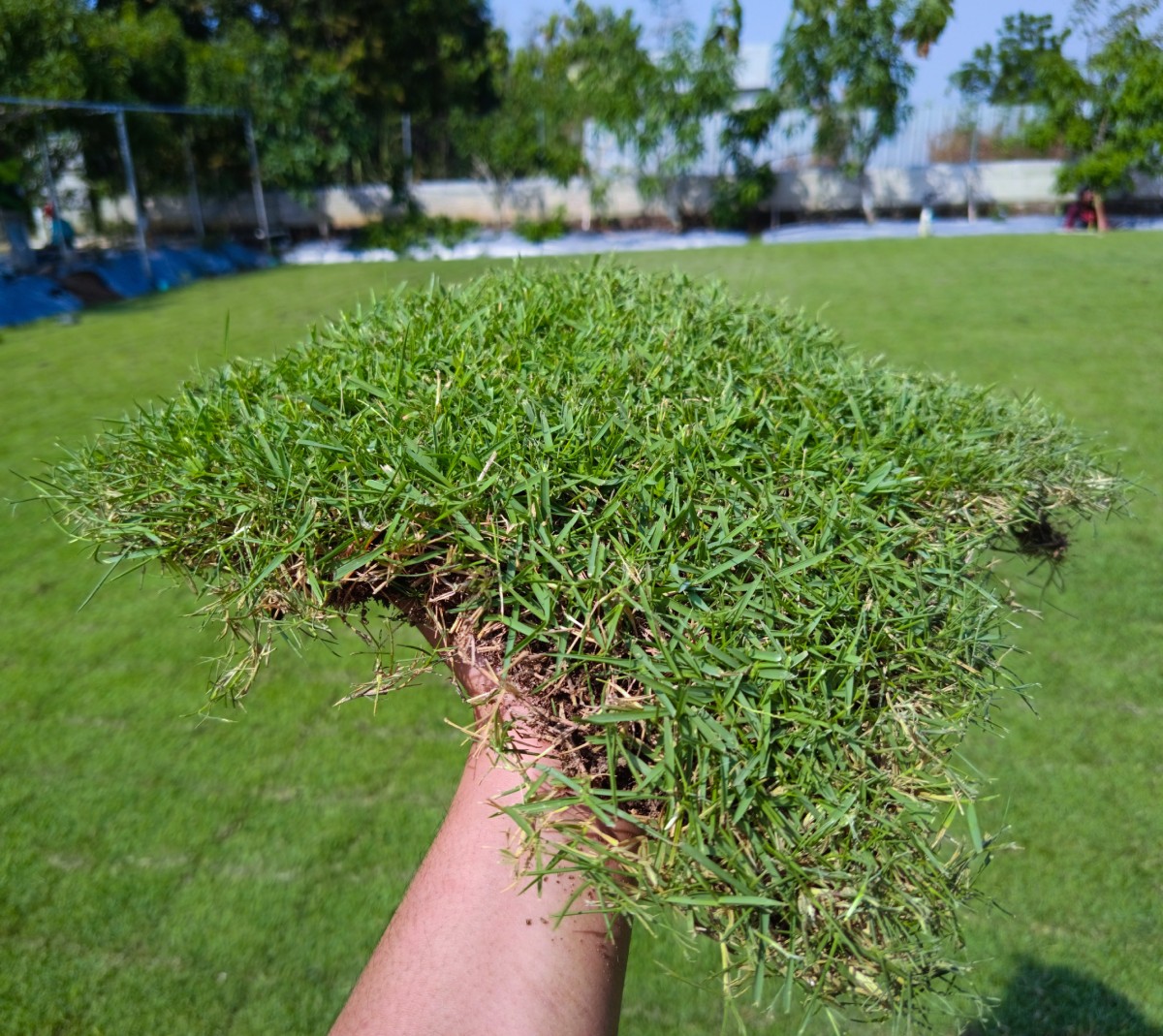 rumput zoysia