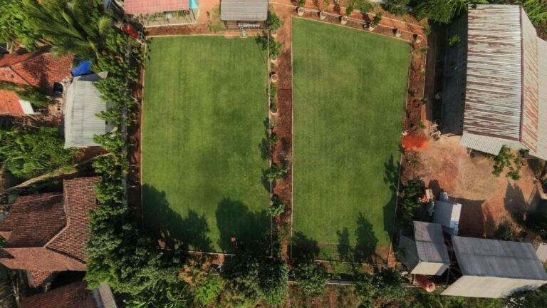 nursery zoysia