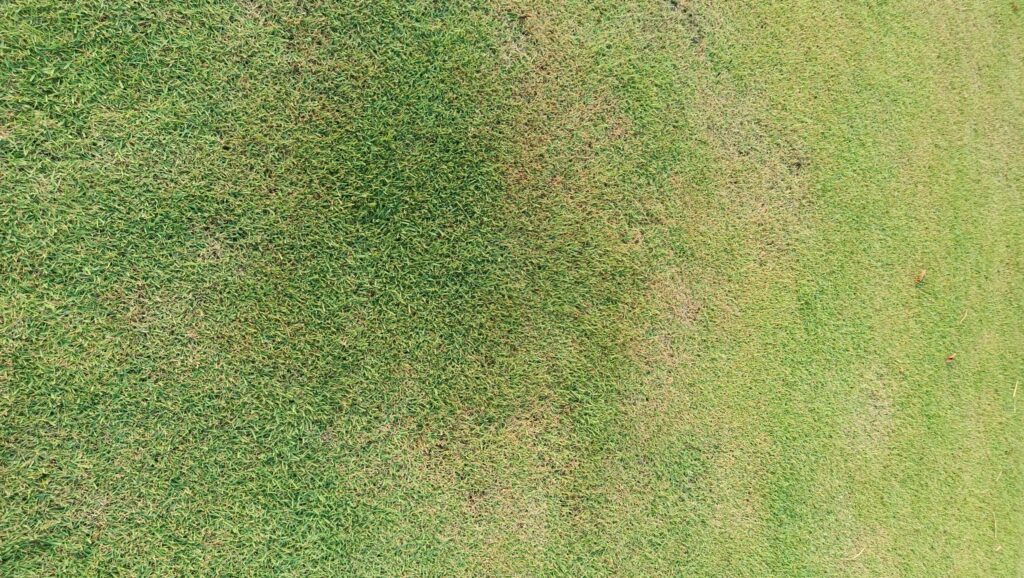 penyebab rumput menguning