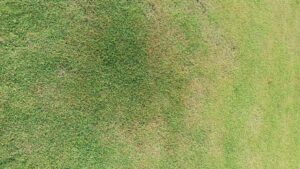 penyebab rumput menguning