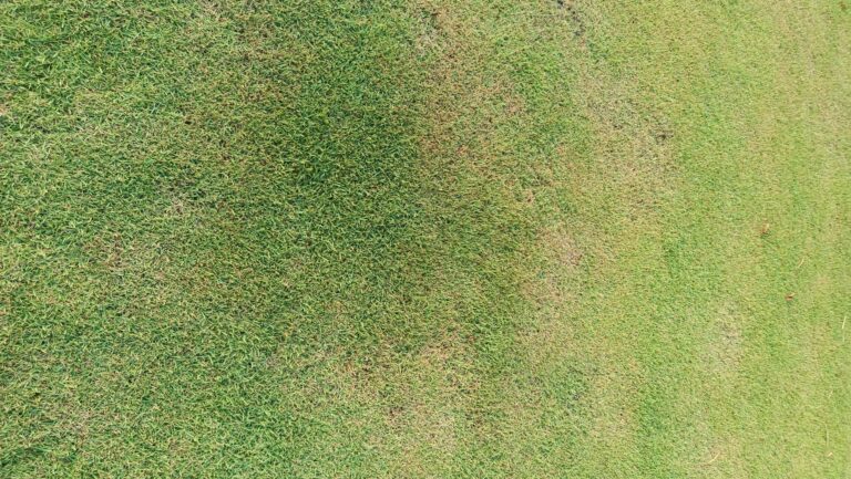 penyebab rumput menguning