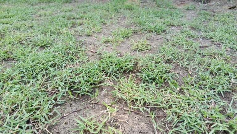 jual bibit rumput zoysia matrella zoysia japonica