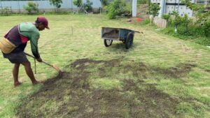 topdressing rumput zoysia japonica rumput jepang lapangan sepak bola