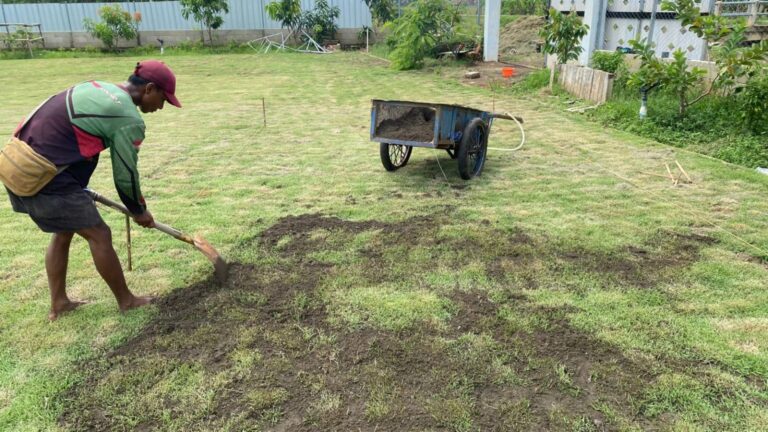topdressing rumput zoysia japonica rumput jepang lapangan sepak bola