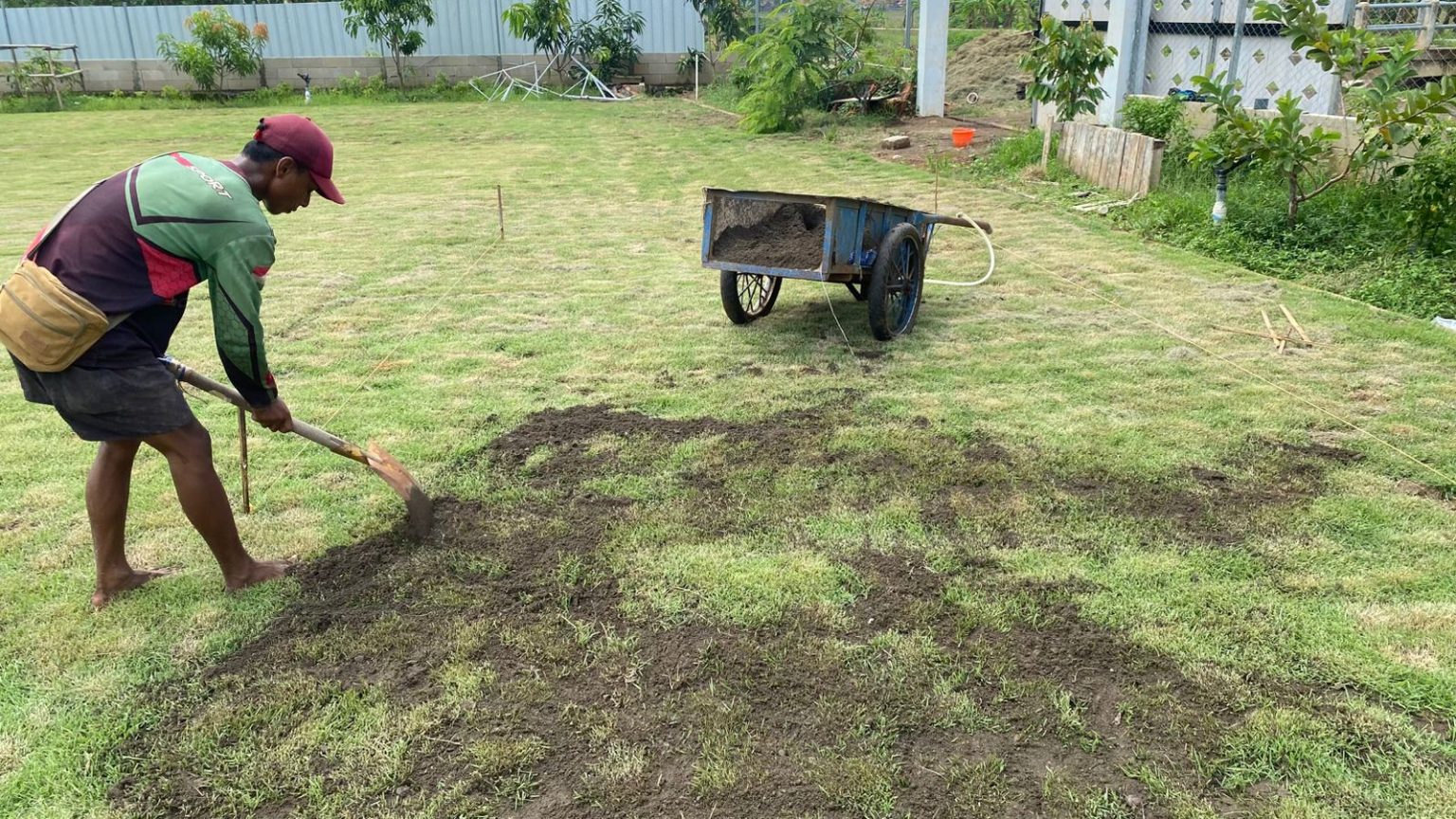 perawatan rumput lapangan bola
