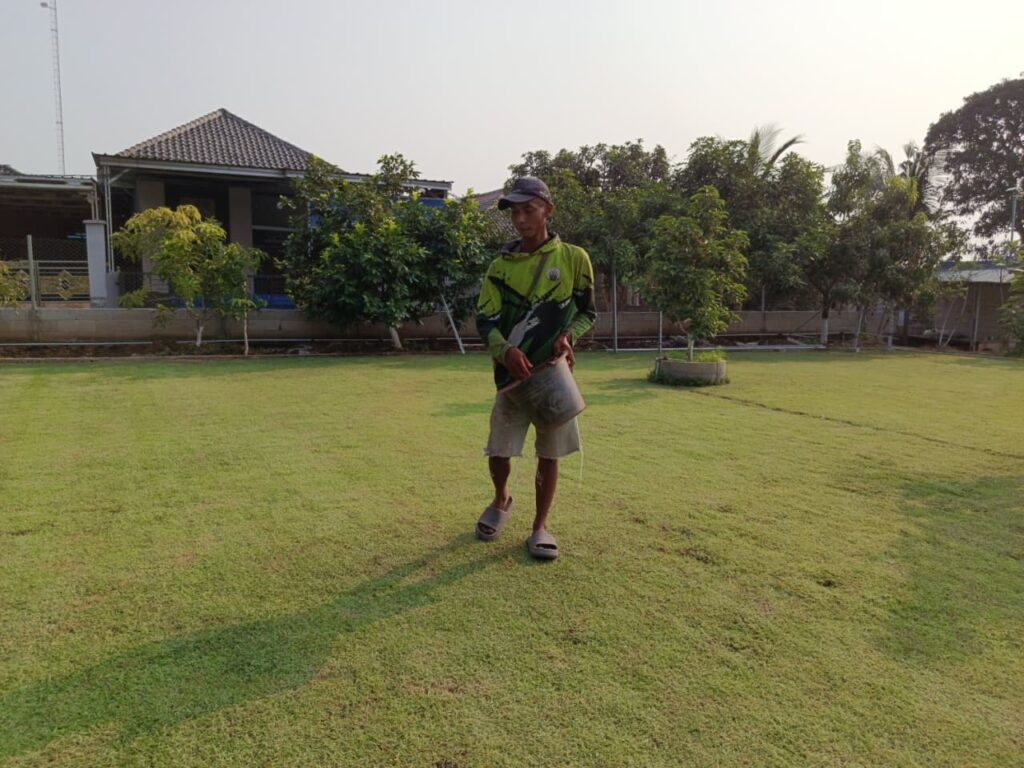 rumput zoysia cara merawatnya