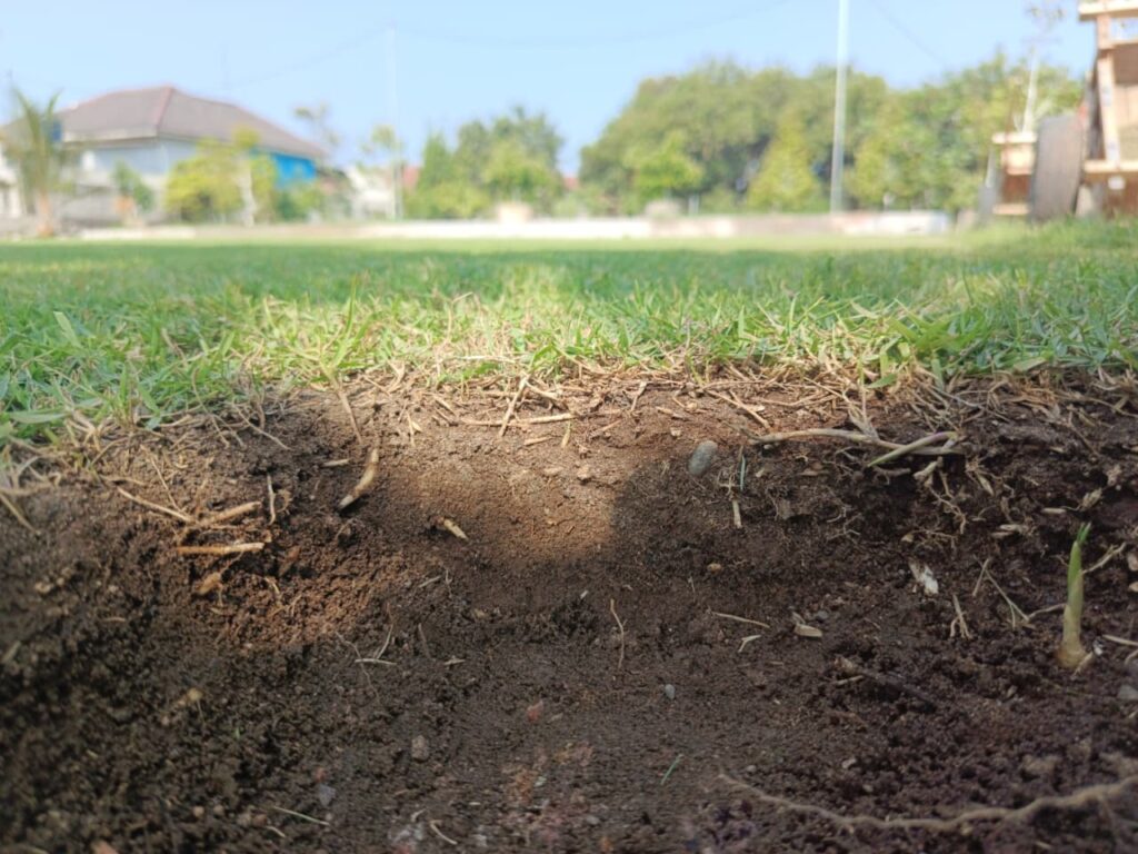 rumput zoysia untuk lapangan sepak bola