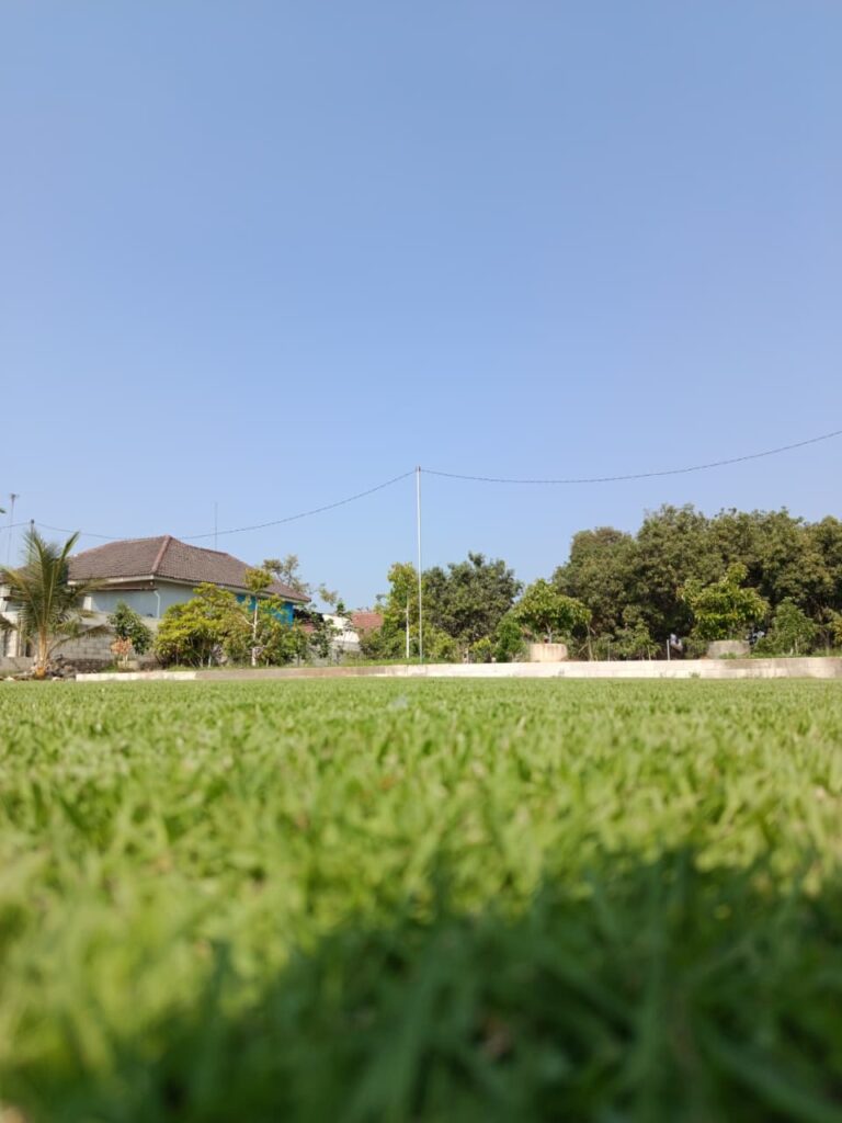 zoysia japonica rumput jepang untuk lapangan bola