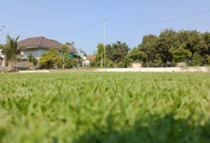 zoysia japonica rumput jepang untuk lapangan bola