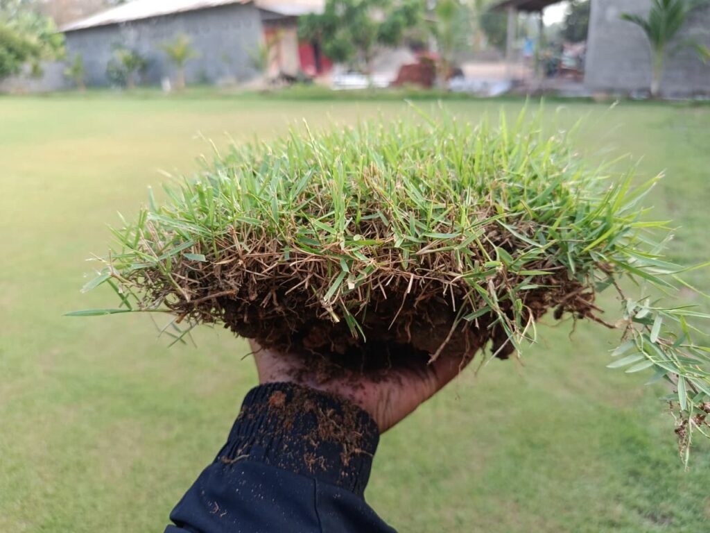 rumput jepang untuk lapangan sepak bola