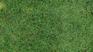 rumput jepang asli untuk lapangan sepak bola